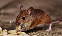 24 Hour & Emergency Exterminators in Cumberland Foreside, ME